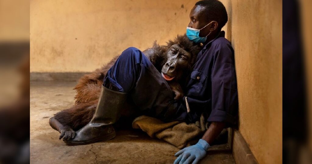 Orphaned gorilla, famous for viral selfie, dies in the arms of her human rescuer.