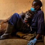 Orphaned gorilla, famous for viral selfie, dies in the arms of her human rescuer.