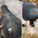 Flightless Pigeon Forms Adorable Friendship With Tiny Puppy Who Can’t Walk