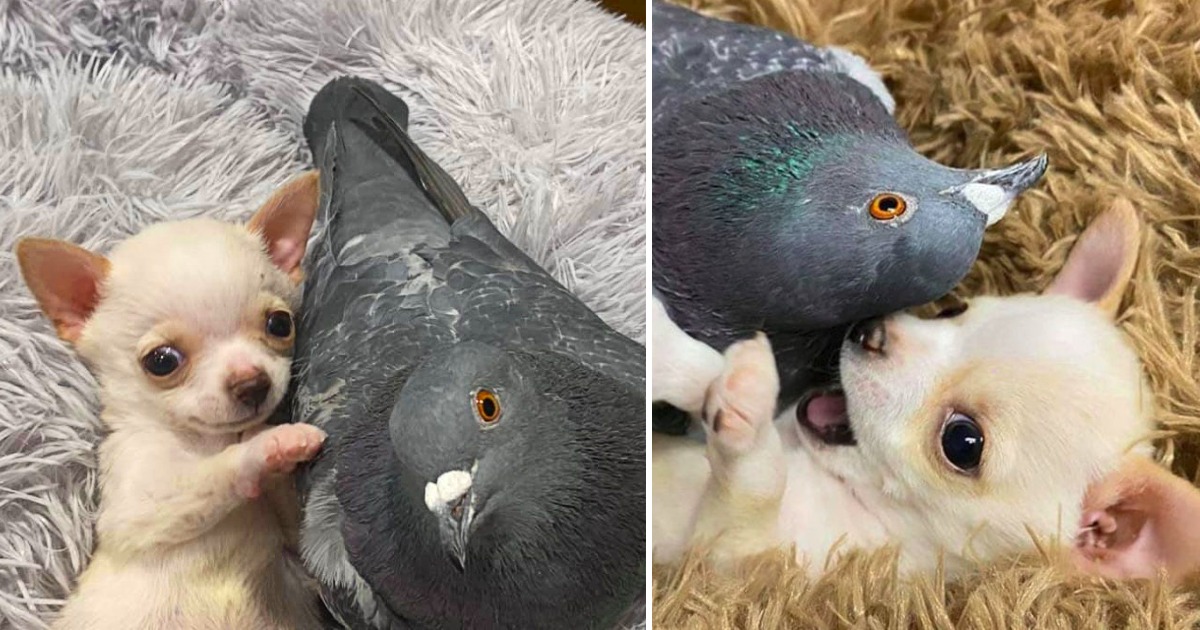 Flightless Pigeon Forms Adorable Friendship With Tiny Puppy Who Can’t Walk