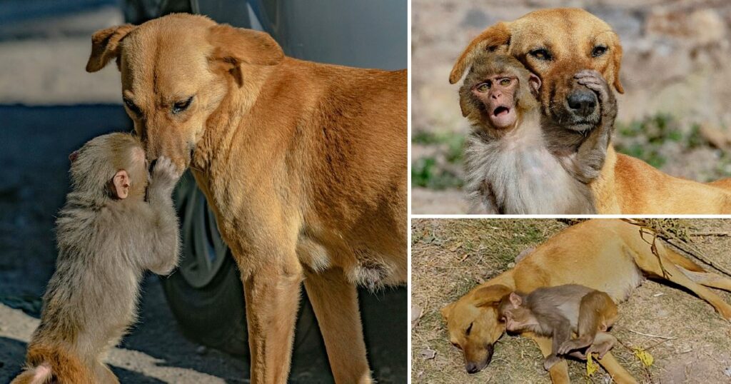 Heartwarming Story of Dog Adopting Orphaned Monkey After Tragic Loss of its Mother