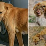 Heartwarming Story of Dog Adopting Orphaned Monkey After Tragic Loss of its Mother