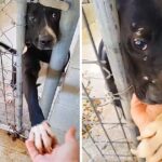 In Search Of Love And Human Warmth: This Dog Wants To Give Paw To Everyone Who Passes By His Cage