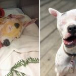 The Dog That Was mistreated and only Had one eye is now Living her best Life