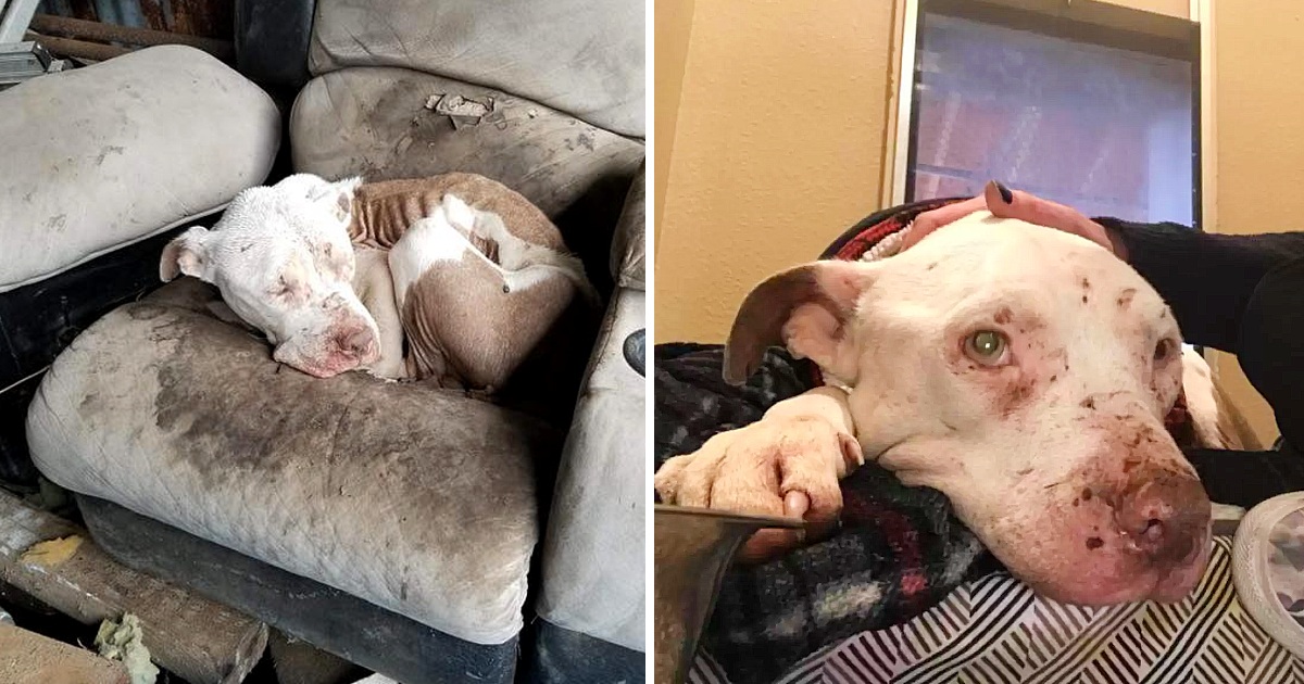 Discarded After Bait Ritual And Target Practice, Sweet Boy Hid From His Monsters And Finally Feels Safe