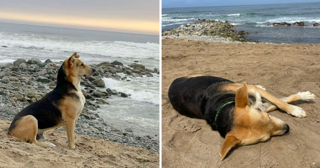 A loyal Dog Does Not Stop Staring At The Sea Waiting For His Owner Who Was A fisherman Without Knowing That He Passed Away