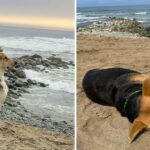 A loyal Dog Does Not Stop Staring At The Sea Waiting For His Owner Who Was A fisherman Without Knowing That He Passed Away