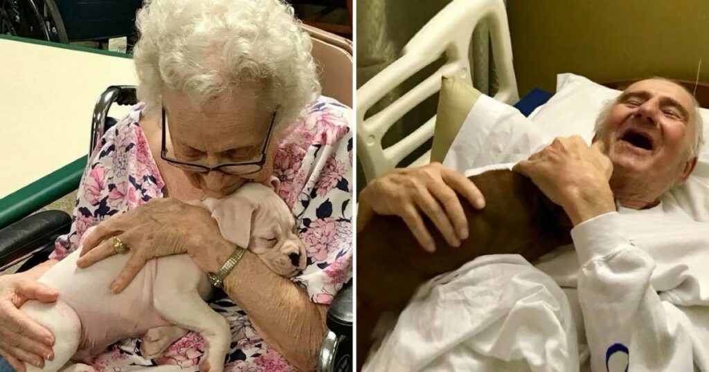 Heartwarming Sight: Nursing Home Residents Interacting with 8 Puppies Brings Pure Joy