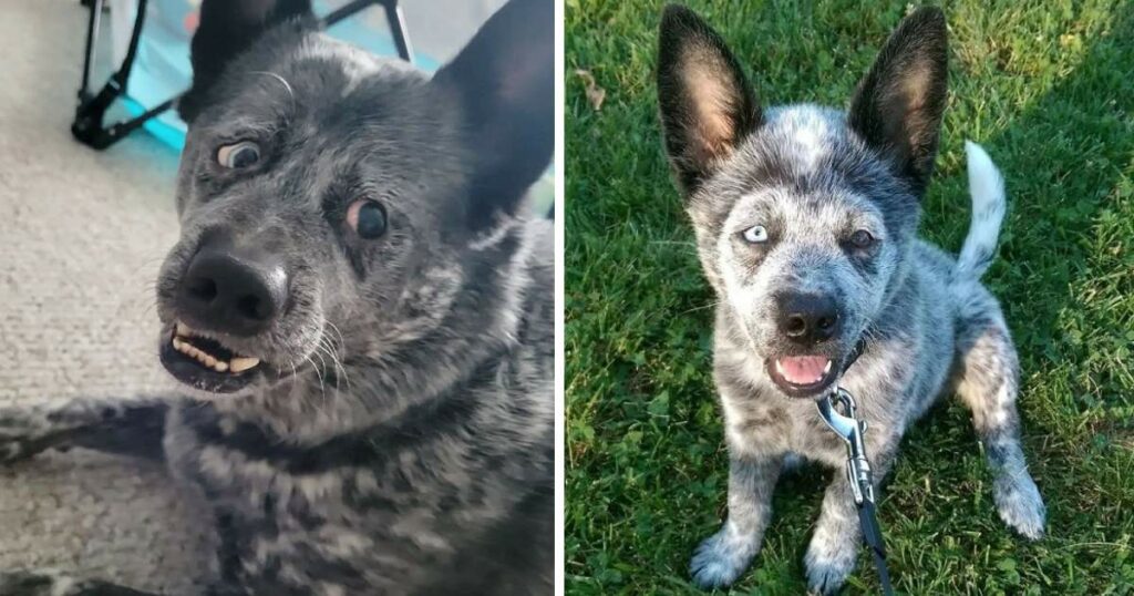 Dog missing parts of brain is saved from being put down and is now the ‘happiest dog in the world’