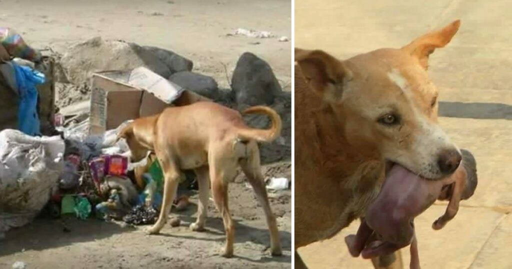 Hungry Stray Dog Searching for Food Unexpectedly Rescues Abandoned Newborn Baby Near a Trash Yard, Earning Everyone’s Admiration and Respect.  ‎