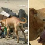 Hungry Stray Dog Searching for Food Unexpectedly Rescues Abandoned Newborn Baby Near a Trash Yard, Earning Everyone’s Admiration and Respect.  ‎