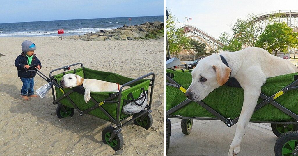 Boy Takes His Fur Friend On A Tour Around The World Before He Has To Say His Final Goodbye