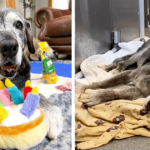 Friends Foster Ailing 19-Year-Old Lab Mix Surrendered to Texas Shelter and ‘Spoil Her Rotten’