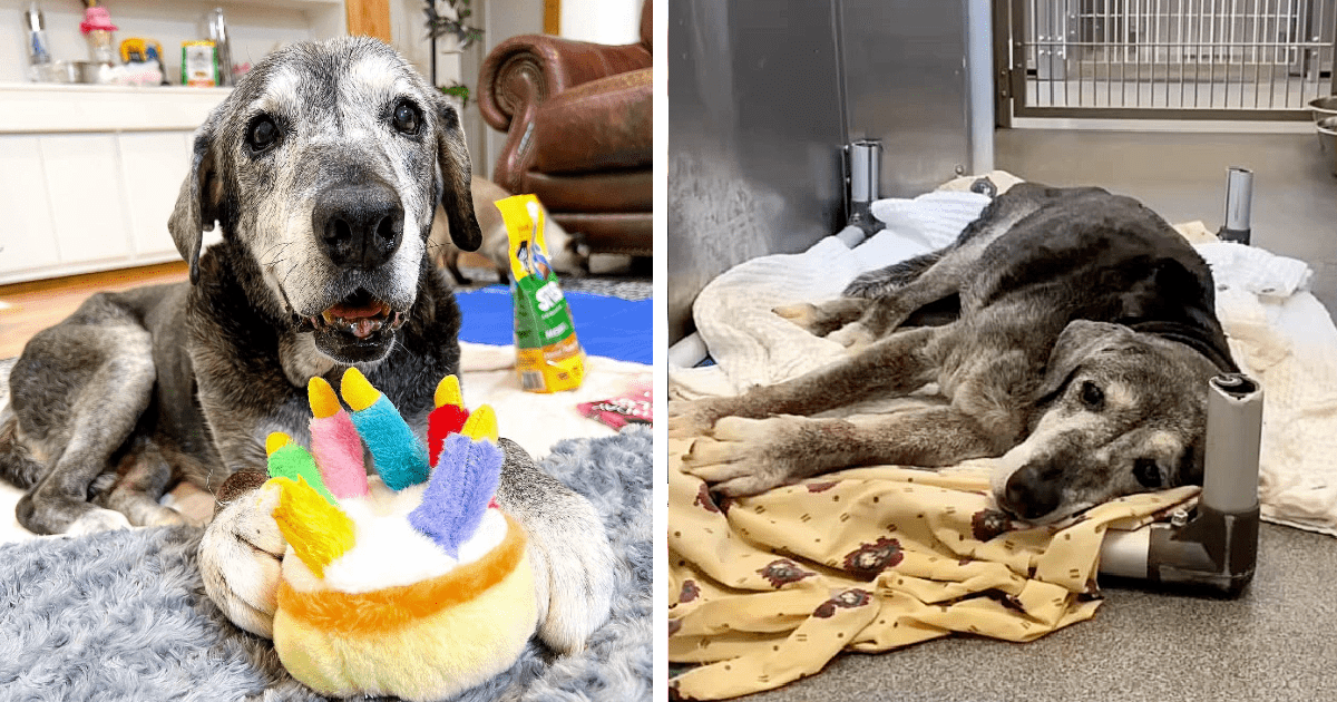 Friends Foster Ailing 19-Year-Old Lab Mix Surrendered to Texas Shelter and ‘Spoil Her Rotten’