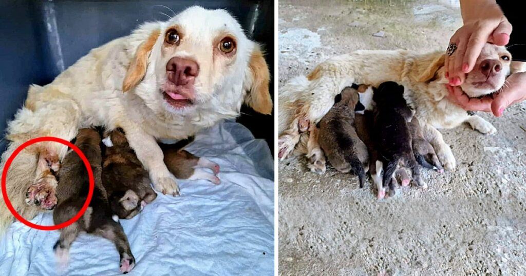 She’s Given Birth on The Concrete In Cold, Stray Mother Dog With Broken Legs Fighting To Save Her puppies