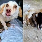 She’s Given Birth on The Concrete In Cold, Stray Mother Dog With Broken Legs Fighting To Save Her puppies