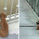 Owner Jumped Of The Bridge Ending His Life, Leaving Loyal Dog Behind in Solitude