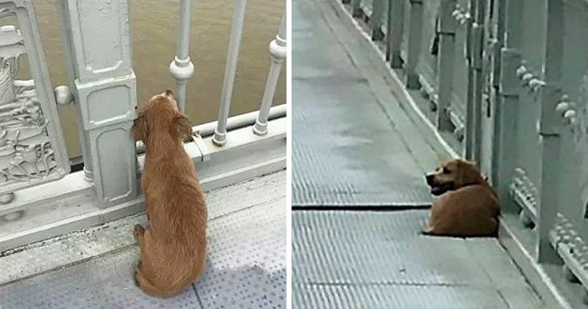 Owner Jumped Of The Bridge Ending His Life, Leaving Loyal Dog Behind in Solitude