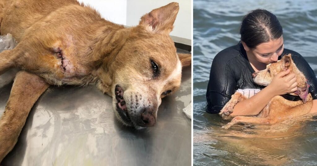 They Took Dog To The Sea To Be Content Until Her Last Breath Before She Passes Away.