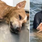 They Took Dog To The Sea To Be Content Until Her Last Breath Before She Passes Away.