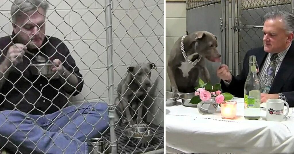 Vet Eats In Rescue Dog’s Cage To Make Her Feel Safe