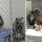 Vet Eats In Rescue Dog’s Cage To Make Her Feel Safe