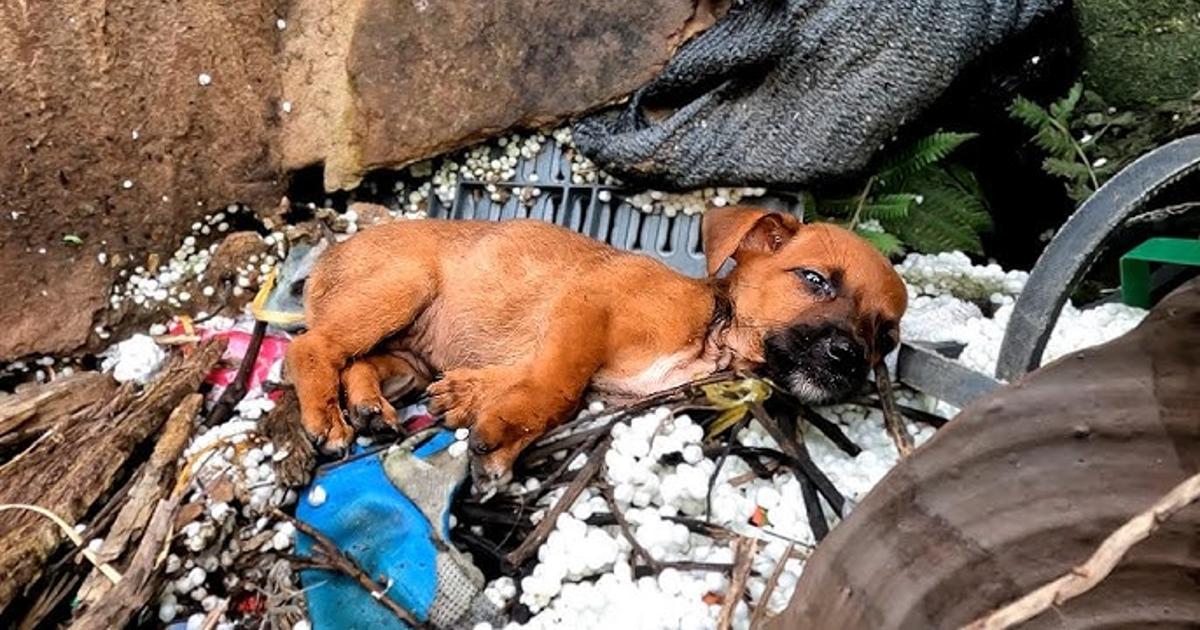 The hungry puppy left at the construction site was fortunately taken care of by my friend