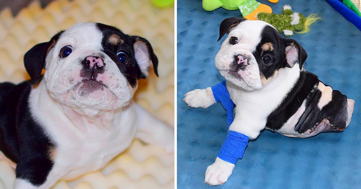 Rescued Puppy Born With 2 Legs Needs Your Help, He Is Surviving To Live Life To The Fullest