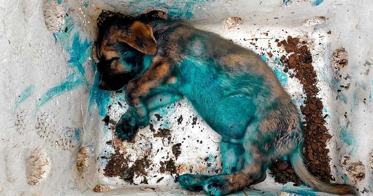 Thrown Away and Rescued: The Heartfelt Journey of a Sick Puppy’s Survival