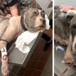 Starved Dog “Within One Hour Of Death” Breaks Free Of Heavy Chain & Seeks Help