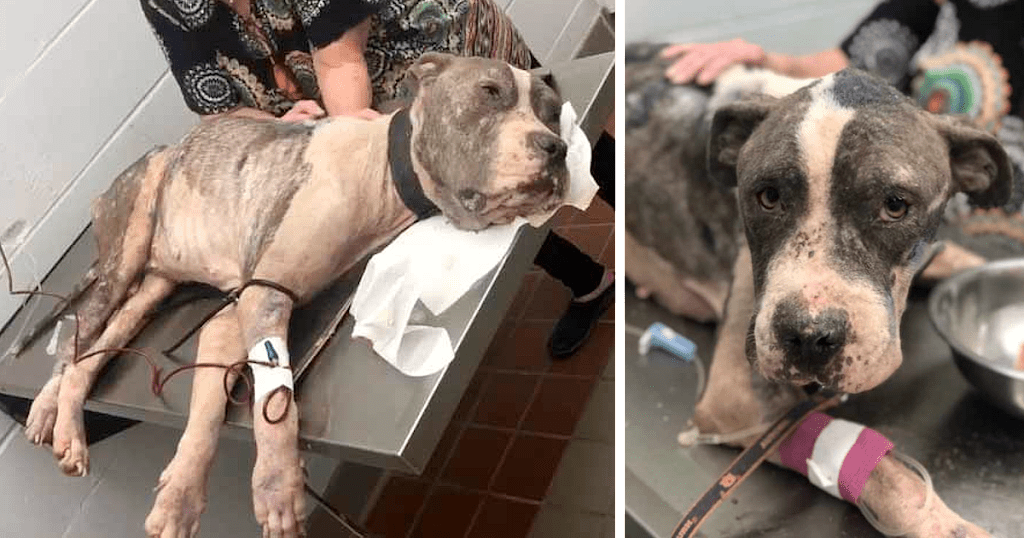 Starved Dog “Within One Hour Of Death” Breaks Free Of Heavy Chain & Seeks Help