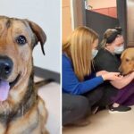 Longtime Shelter Dog Refuses To Leave Without Giving Every Staff Member A Kiss Goodbye.