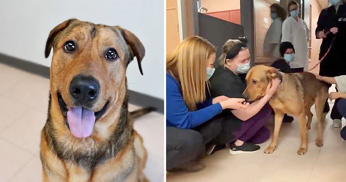 Longtime Shelter Dog Refuses To Leave Without Giving Every Staff Member A Kiss Goodbye.