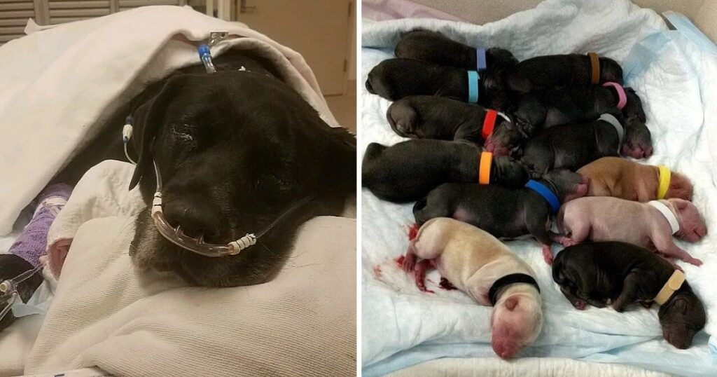Mama dog dumped at shelter during labor complications loses all 21 of her puppies, highlighting the heartbreaking challenges faced by animals in distress.
