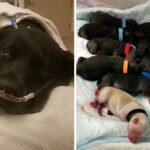 Mama dog dumped at shelter during labor complications loses all 21 of her puppies, highlighting the heartbreaking challenges faced by animals in distress.