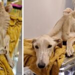 Found In Extreme State of Starvation – Bones Wanted To Pierce It’s Skin. This Dog Just Want To Live!