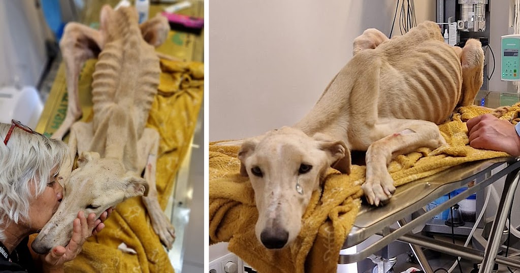 Found In Extreme State of Starvation – Bones Wanted To Pierce It’s Skin. This Dog Just Want To Live!