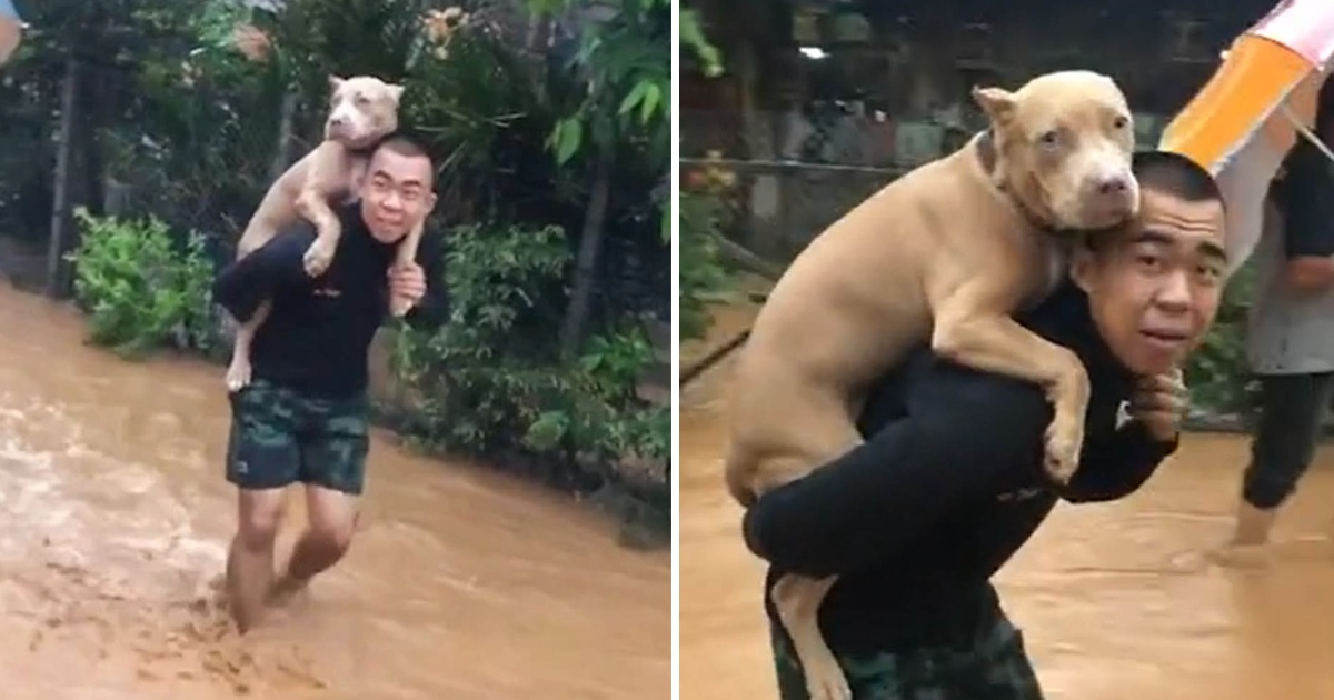 Man Carriеs His Dog on His Back To Savе Him From Flooding