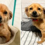 Rescued Pregnant Stray Dog Can’t Stop Smiling After Surviving Hoarding Situation