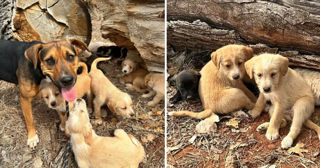 Stray Mother dog runs asking for help for her 16 puppies in danger