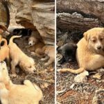 Stray Mother dog runs asking for help for her 16 puppies in danger