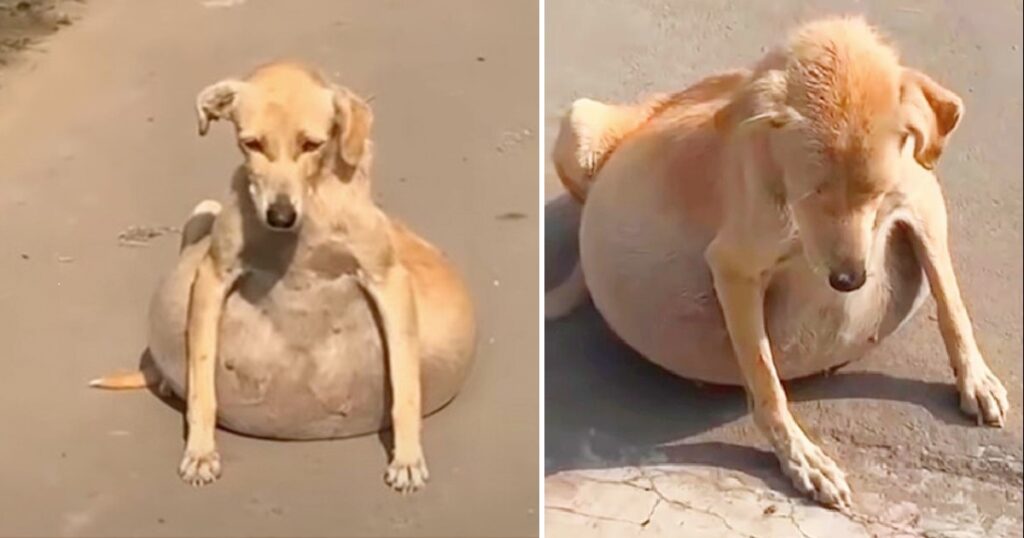 The stray dog collapsed because of its bloated belly, people thought it was pregnant but it wasn’t.