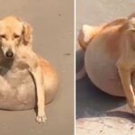 The stray dog collapsed because of its bloated belly, people thought it was pregnant but it wasn’t.
