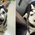 Husky dog who was called ‘ugly’ for crooked smile finds family who drives 2600 miles to adopt him.