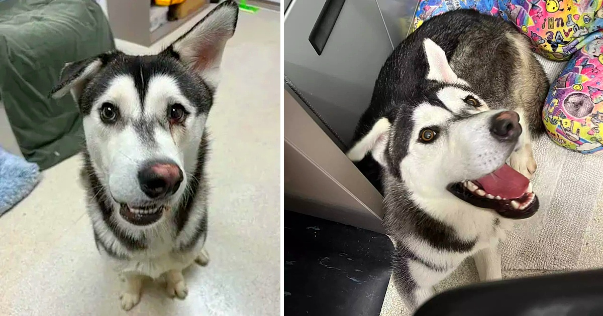 Husky dog who was called ‘ugly’ for crooked smile finds family who drives 2600 miles to adopt him.