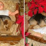 Homeless puppy is freezing in the night, but he finds warmth and shelter in nativity scene.