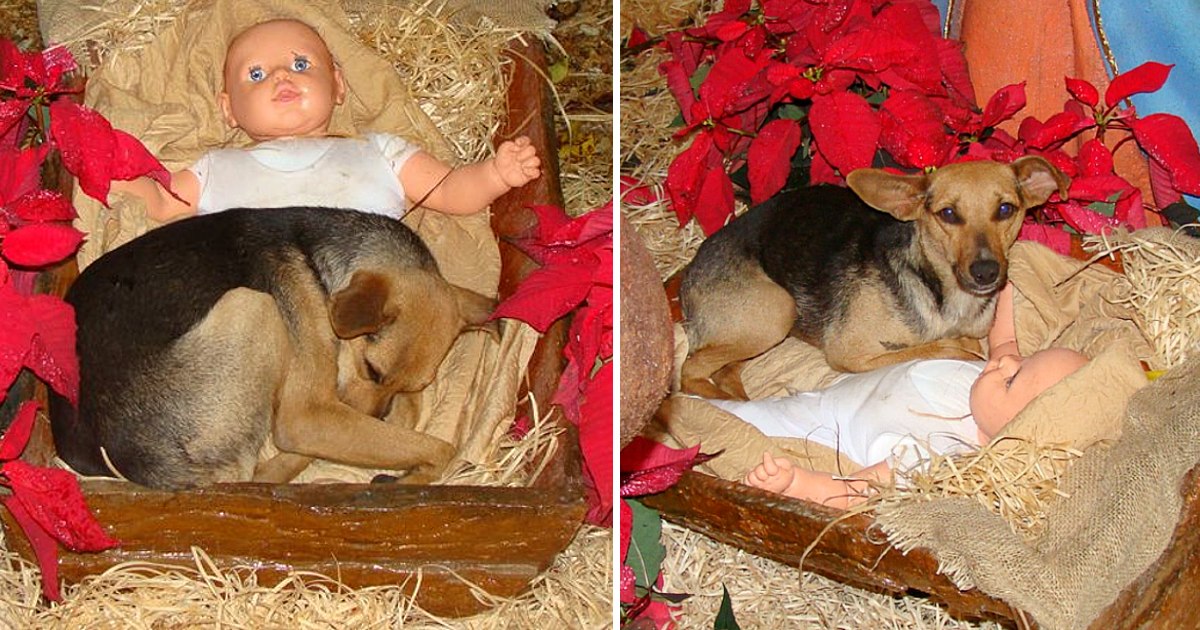 Homeless puppy is freezing in the night, but he finds warmth and shelter in nativity scene.