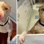 Incredibly Friendly Dog Found in Emaciated Condition Won The Hearts Of His Rescuers: “He has good manners”