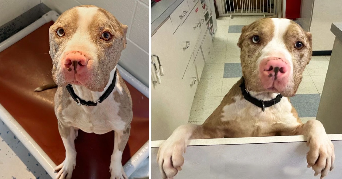 Incredibly Friendly Dog Found in Emaciated Condition Won The Hearts Of His Rescuers: “He has good manners”