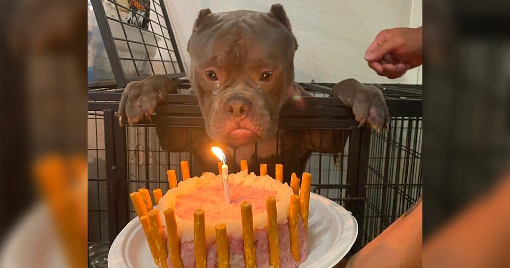 Happy birthday to him, the homeless dog shed tears of joy when celebrating his first ever birthday at the animal shelter